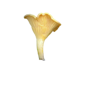 GOLDEN CHANTERELLE