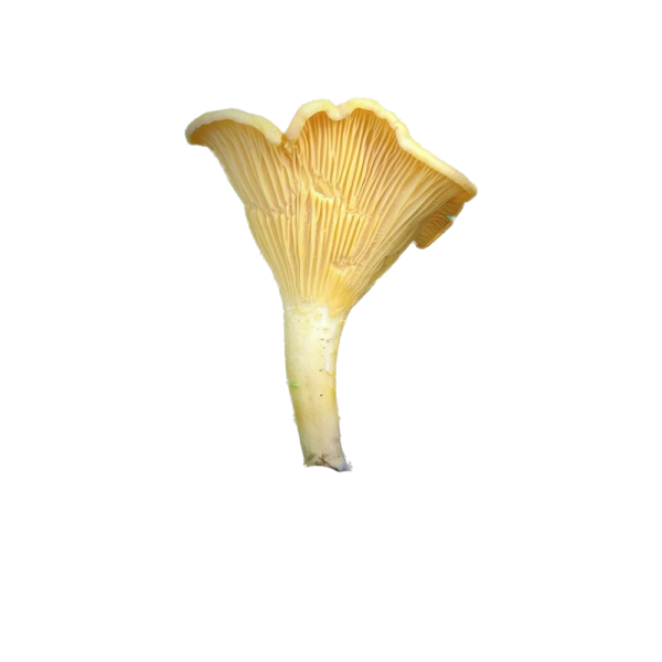 GOLDEN CHANTERELLE