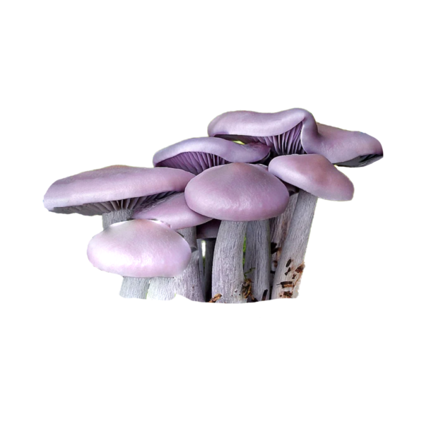 BLEWIT MUSHROOM LIQUID CULTURE SYRINGE