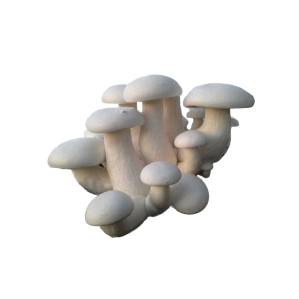 MILKY MUSHROOM