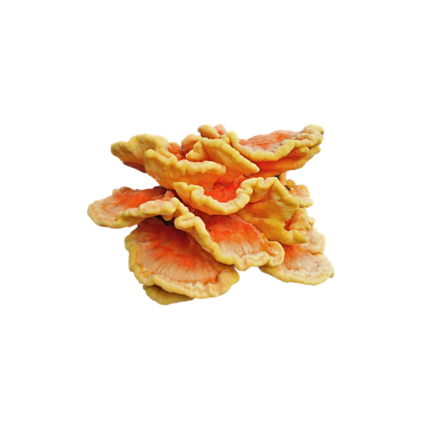 CHICKEN OF THE WOODS LIQUID CULTURE SYRINGE