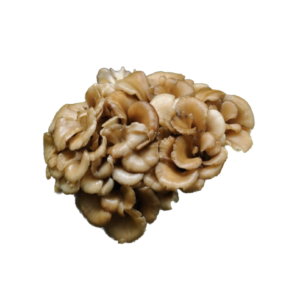 HEN OF THE WOODS (MAITAKE) LIQUID CULTURE SYRINGE