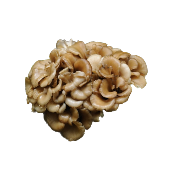 HEN OF THE WOODS (MAITAKE) LIQUID CULTURE SYRINGE